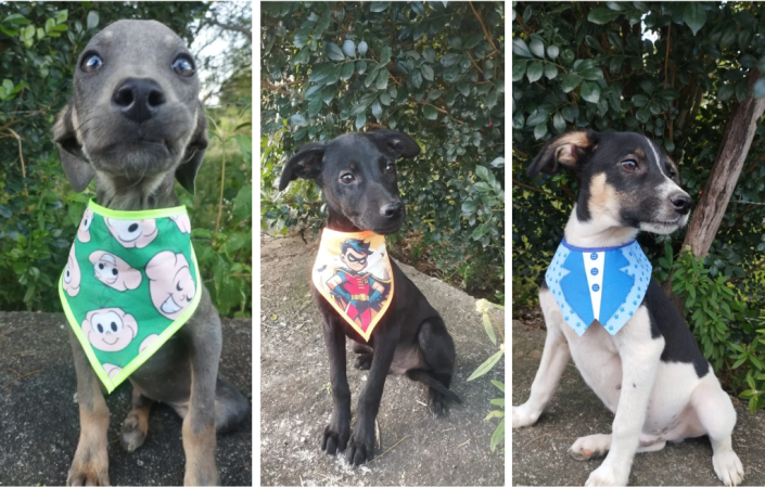 Adote Patinhas em Palmeira dos Índios tem três fil