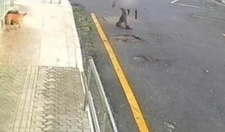 Idoso é preso em flagrante por envenenar animais d