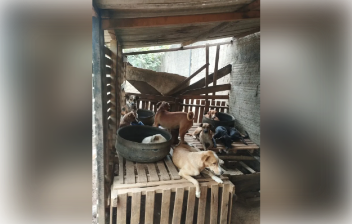 Adote Patinhas faz apelo por ração em Palmeira dos